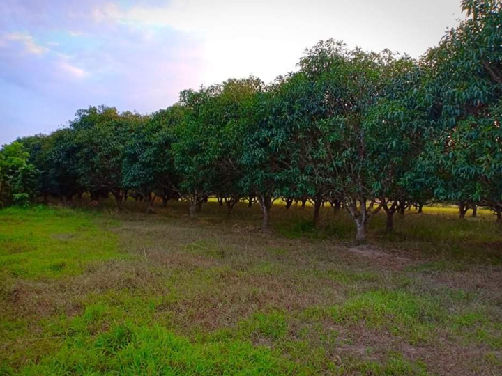 Farm Lot with Mango Trees for Sale in San Ildefonso Bulacan