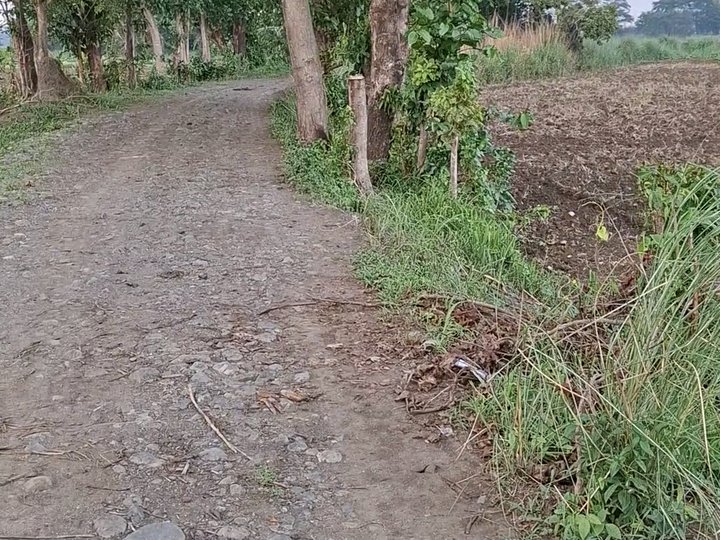 1 hectare Agricultural Farm For Sale in Mangatarem Pangasinan