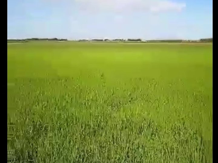 IRRIGATED RICEFIELD FOR SALE