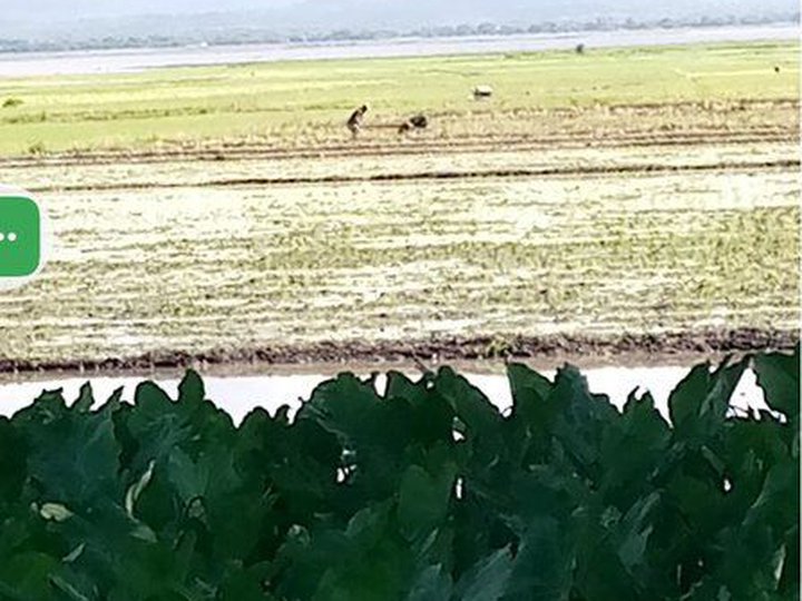 Ricefields 1.5 hectares residential farm for sale in baao camarines sur