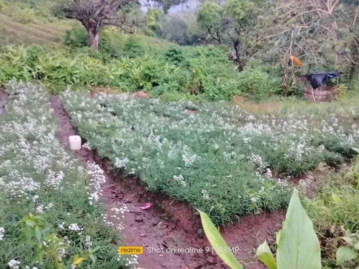 2.6 hectares farm ideal for flower farming at Sirao Cebu City 20m nego