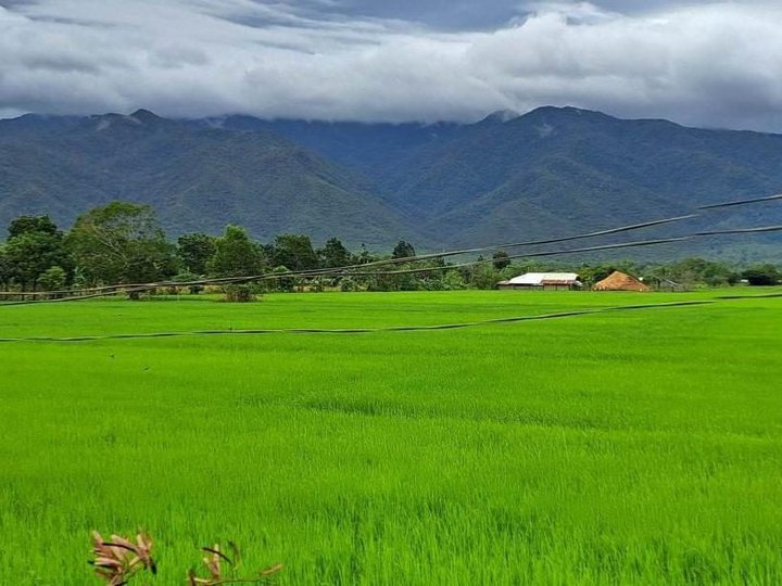 2 Areas of Ricefield and Upland Area, Narra Palawan