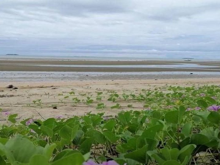 3 hectares Beach Property For Sale in Roxas Palawan