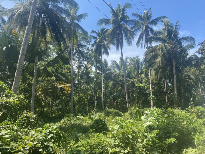 1.8 hectares Agricultural Farm For Sale in Aborlan Palawan
