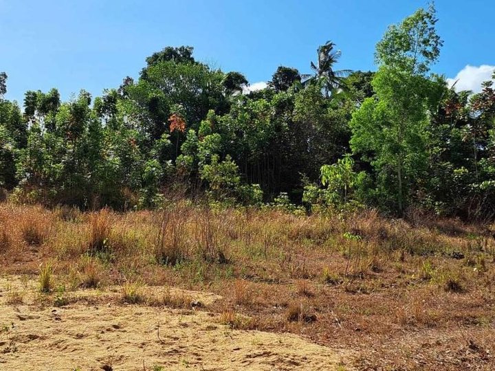 8.3 hectares Agricultural Farm For Sale in Narra Palawan