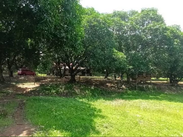MANGO FARM DEAL! 2.9 Hectares at 600/sqm San Miguel, Bulacan!