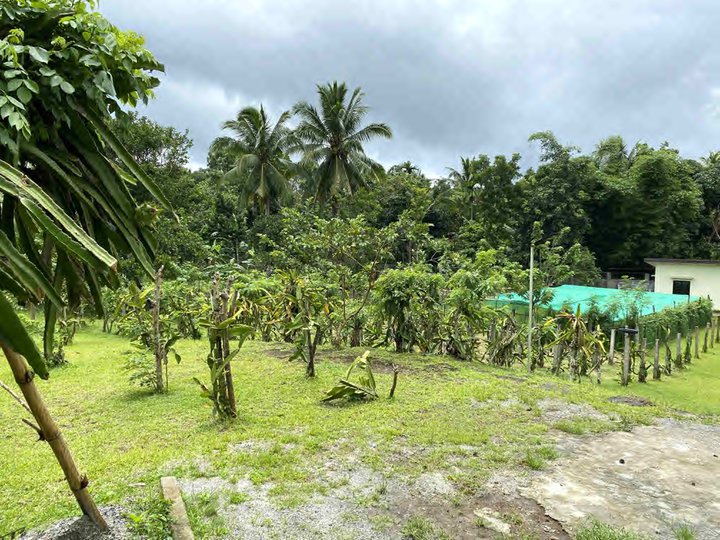 1.5 Hectare Titled Lot, walled, Just P4k/sqm