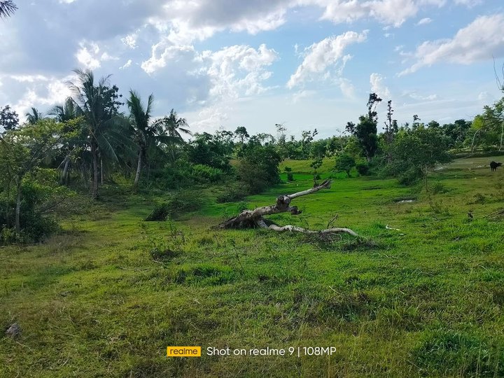 Lot for sale with  coconut trees 11,000 sqm Trinidad100/sqm negotiable