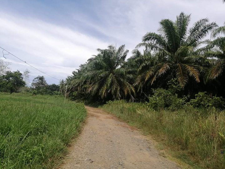 LOT FOR SALE - 16 HECTARES AT TRINIDAD, BOHOL PHILIPPINES