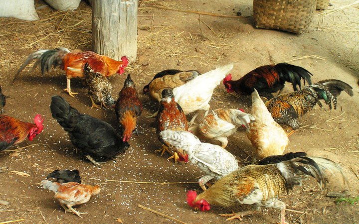 Hatching And Brooding Native Chicken Pag Aalaga Ng Na 0908