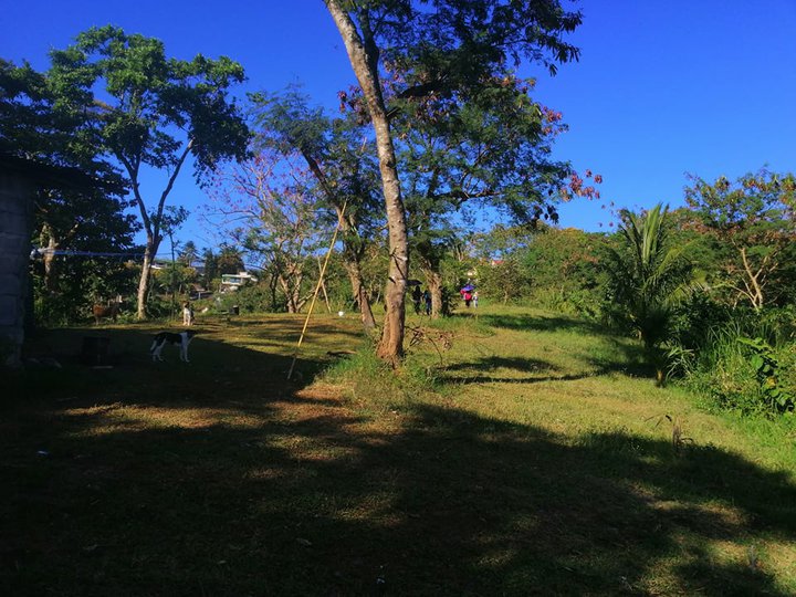 More than 3 Hectares farm Lot in Tagaytay City for sale with many Frui